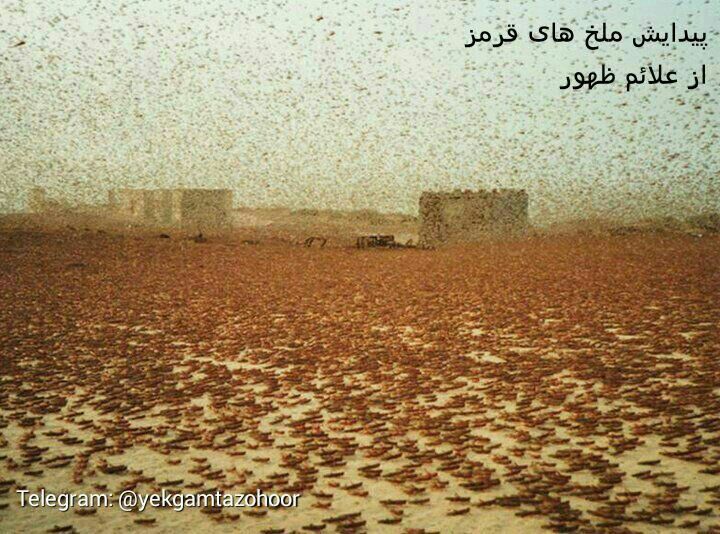 هجوم ملخ های سرخ